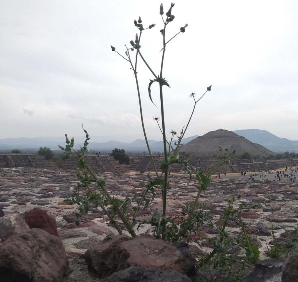 01.1 Teotihuacán